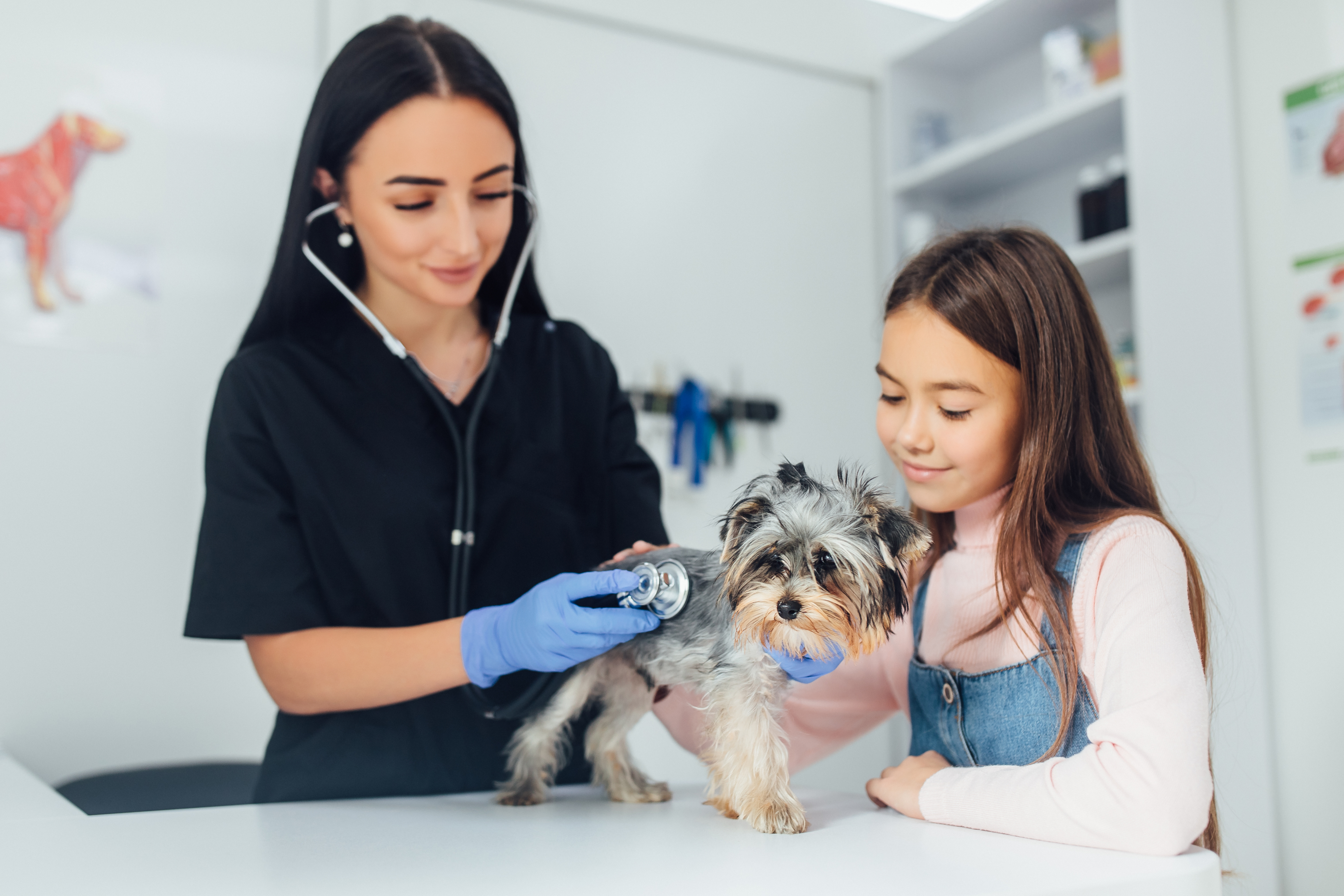 Veterinary consultation process